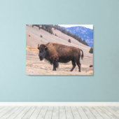 Toile Buffalo Bison American Wildlife (Insitu (Plancher de Bois))
