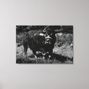 Toile Buffalo d'eau de HawaiiA PhotographHawaii