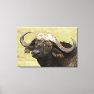 Toile Buffle d'Afrique, Syncerus caffer