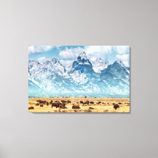 Toile Buffle sous les montagnes du Grand Teton (Recto)