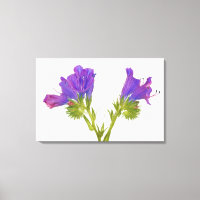 Bugloss vipères pourpres (echium plantagineum)