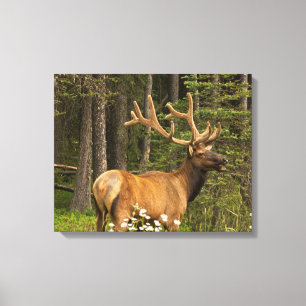 Toile Bull Elk en Velvet, Canada