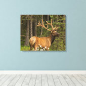 Toile Bull Elk en Velvet, Canada (Insitu (Plancher de Bois))
