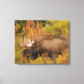 Toile Bull Moose | Parc national de Denali, Alaska (Recto)