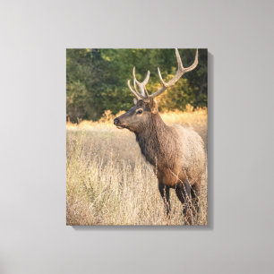 Toile Bull Roosevelt Elk dans l'herbe État de Washingt