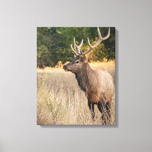 Toile Bull Roosevelt Elk dans l'herbe | État de Washingt (Recto)
