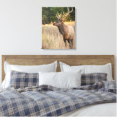 Toile Bull Roosevelt Elk dans l'herbe | État de Washingt (Insitu(Chambre))