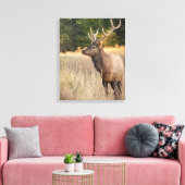 Toile Bull Roosevelt Elk dans l'herbe | État de Washingt (Insitu(Salon))