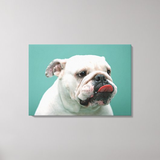 Toile Bulldog (Recto)