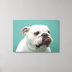Toile Bulldog