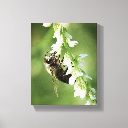 Toile Bumble Bee sur la fleur blanche (Recto)