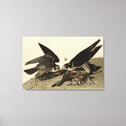 Toile Buse à pattes géantes des oiseaux d'Amérique d'Aud (Recto)