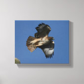 Toile Buse à queue rouge (Recto)