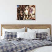 Toile Buse à queue rouge immature (Insitu(Chambre))