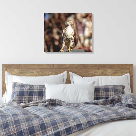 Toile Buse à queue rouge immature (Insitu(Chambre))