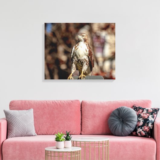 Toile Buse à queue rouge immature (Insitu(Salon))