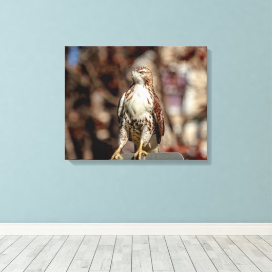 Toile Buse à queue rouge immature (Insitu (Plancher de Bois))