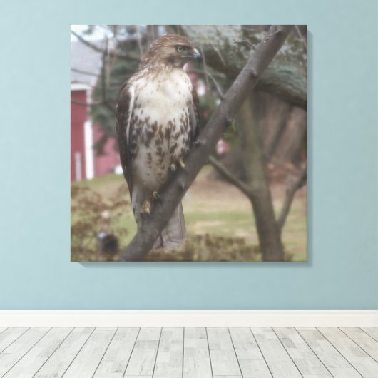 Toile Buse à queue rousse perchée sur la branche 24" x 2 (Insitu (Plancher de Bois))