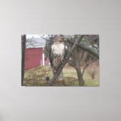 Toile Buse à queue rousse sur grange rouge arbre 60" x 4 (Recto)