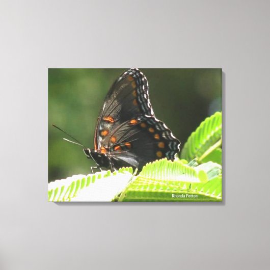 Toile butterfly (Recto)