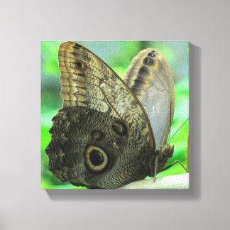 Toile Butterfly Floral Canvas Print