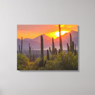 Toile Cactus du désert au coucher du soleil, Arizona