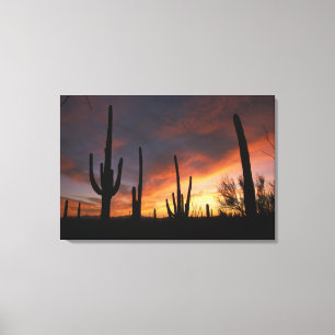 Toile cactus saguaro, Carnegiea gigantea, après