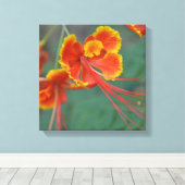 Toile Caesalpinia (Insitu (Plancher de Bois))