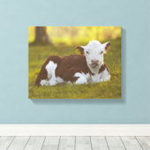 Toile Calf Repose (Insitu (Plancher de Bois))