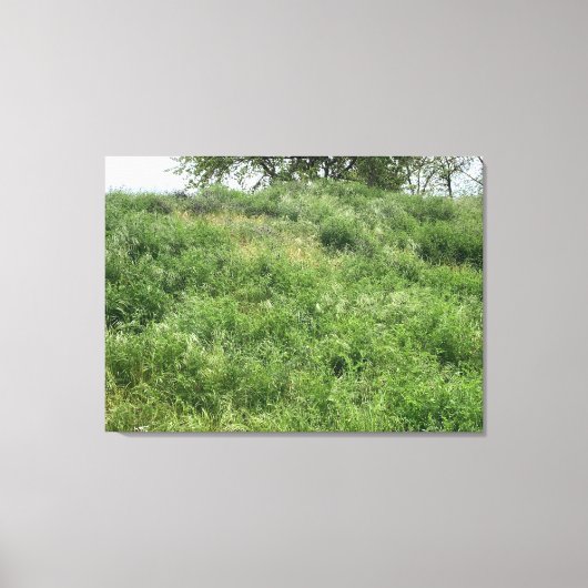 Toile California Green (Recto)