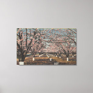 Toile CaliforniaBlossom sur les arbres