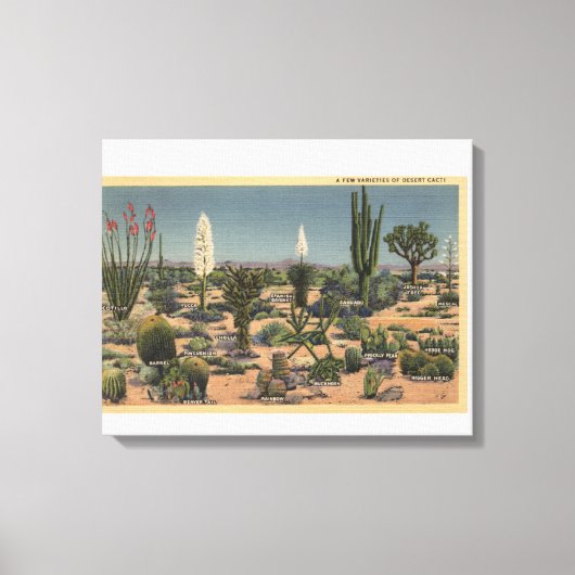 Toile CalifornieVariétés de cactus du désert (Recto)