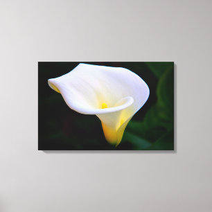 Toile Calla Lily