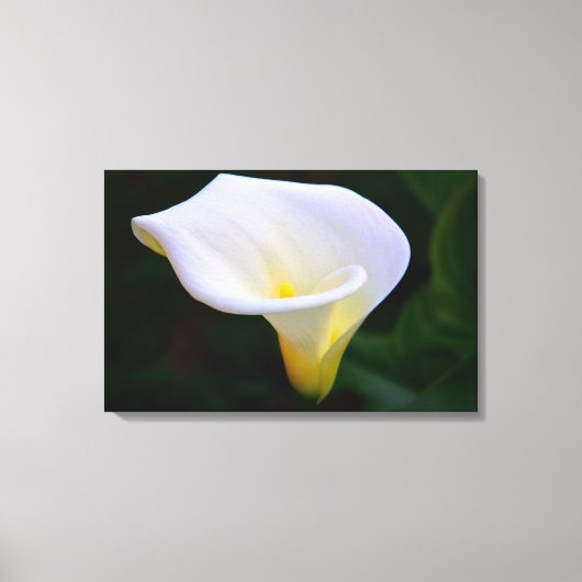 Toile Calla Lily (Recto)