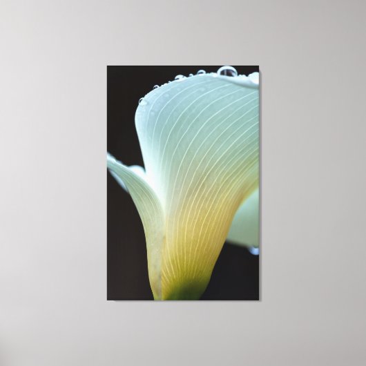 Toile Calla Lily (Recto)