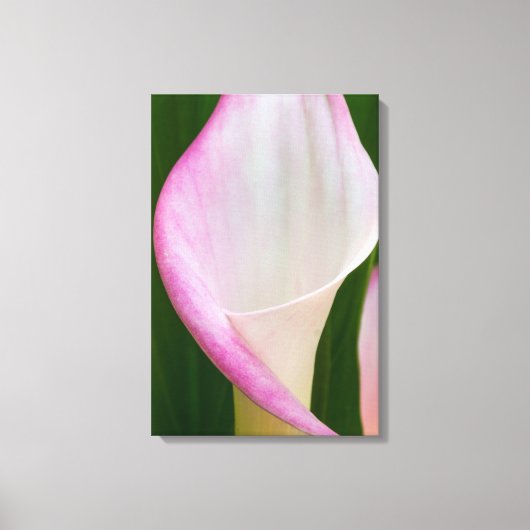 Toile Calla Pano (Recto)