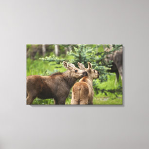 Toile Calves d'orignal
