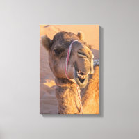 Camel avec une drôle d'expression faciale