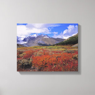 Toile Canada, Alberta, Parc national de Banff. Les airel