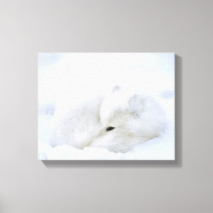 Toile Canada, Manitoba, Churchill. Renard arctique
