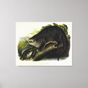 Toile Canada Otter (River Otter) - Quadrupeds d'Audubon