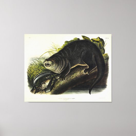 Toile Canada Otter (River Otter) - Quadrupeds d'Audubon (Recto)