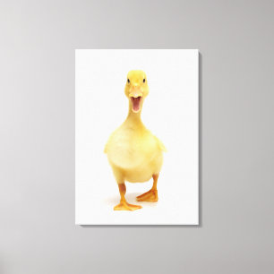 Toile Canard