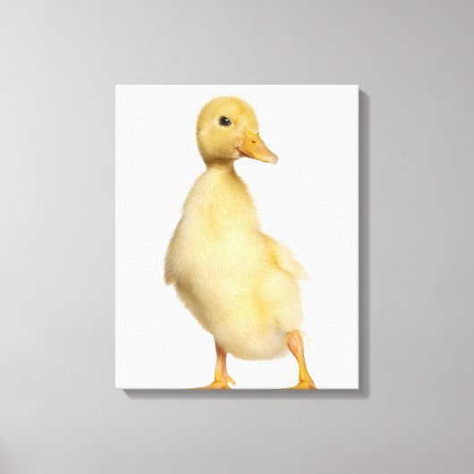 Toile Canard (1 semaine) (Recto)