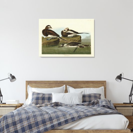 Toile Canard à queue longue - d'Audubon's Birds of Ameri (Insitu(Chambre))