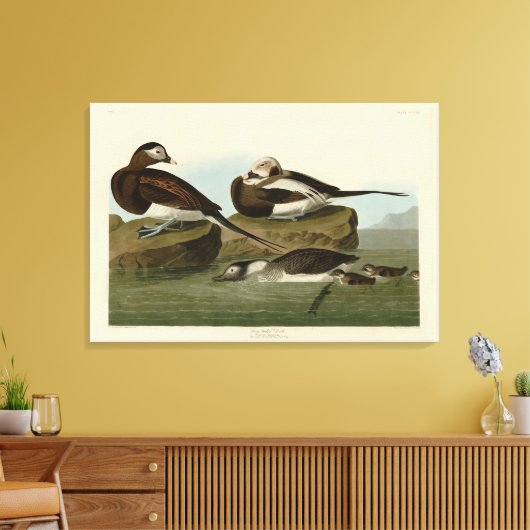 Toile Canard à queue longue - d'Audubon's Birds of Ameri (Insitu(Salon))