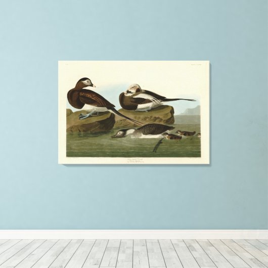 Toile Canard à queue longue - d'Audubon's Birds of Ameri (Insitu (Plancher de Bois))