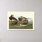 Toile Canard à queue longue - d'Audubon's Birds of Ameri (Recto)