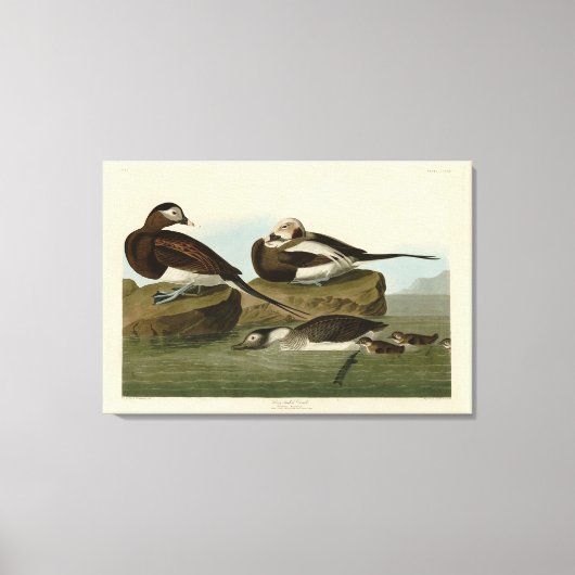 Toile Canard à queue longue - d'Audubon's Birds of Ameri (Recto)