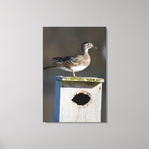 Toile Canard branchu femelle sur un nichoir dans une zon